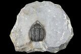 Diademaproetus Trilobite - Ofaten, Morocco #130531-1